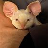 钢牙
